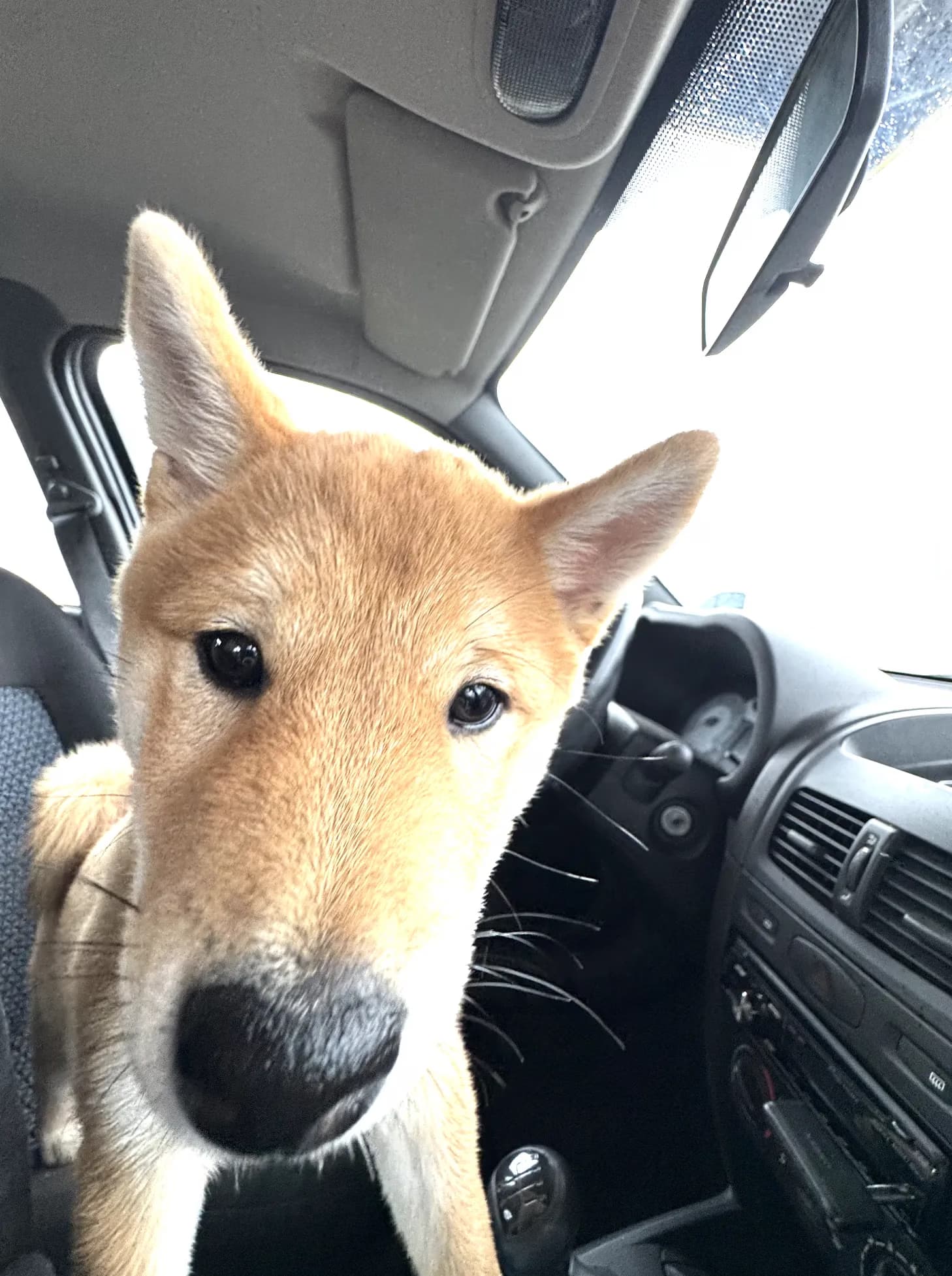 A light brown dog leans forward inside the passenger seat of a car.
